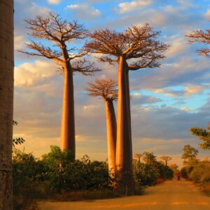 Viaggio di gruppo in Madagascar - con accompagnatore [15/09 - 23/09]